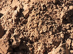 Loamy